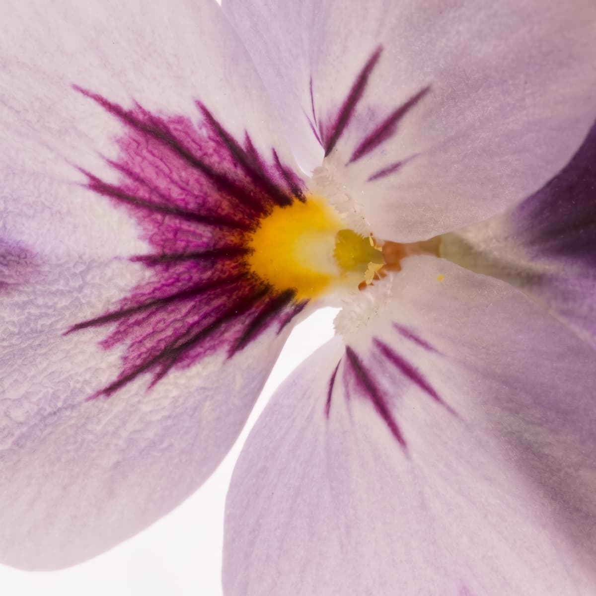 Violette Blüte – Duftnoten-Detail