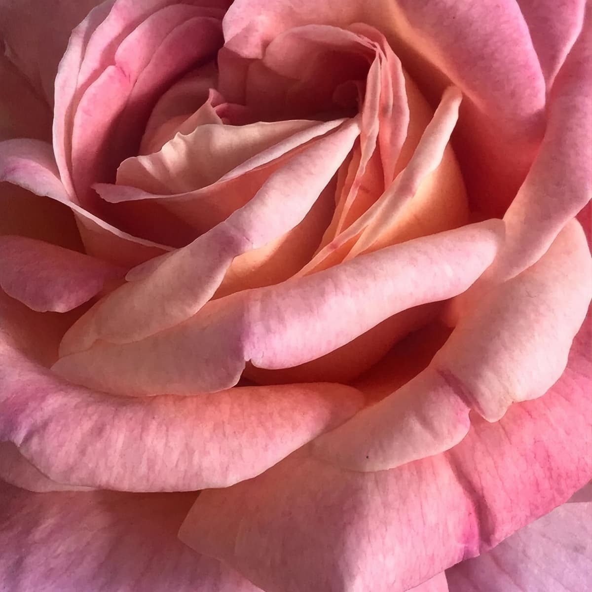 Rose – Duftnoten-Detail