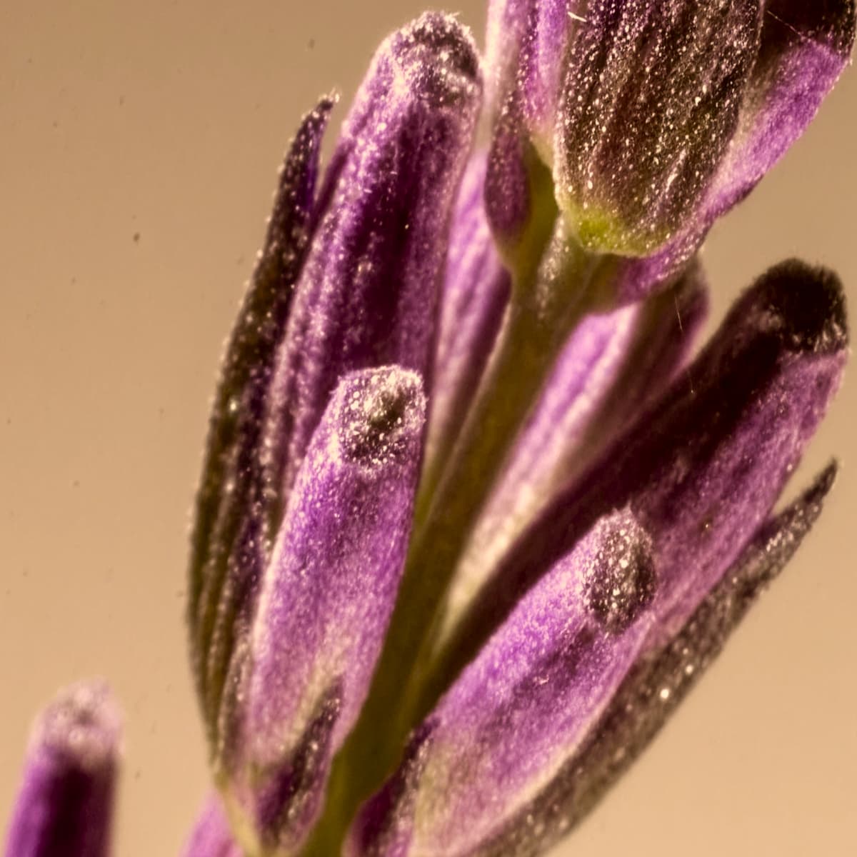 Lavendel – Duftnoten-Detail
