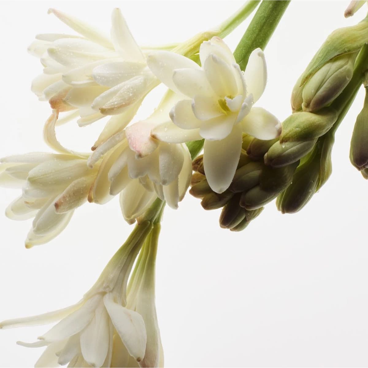 Tuberose – Duftnoten-Detail