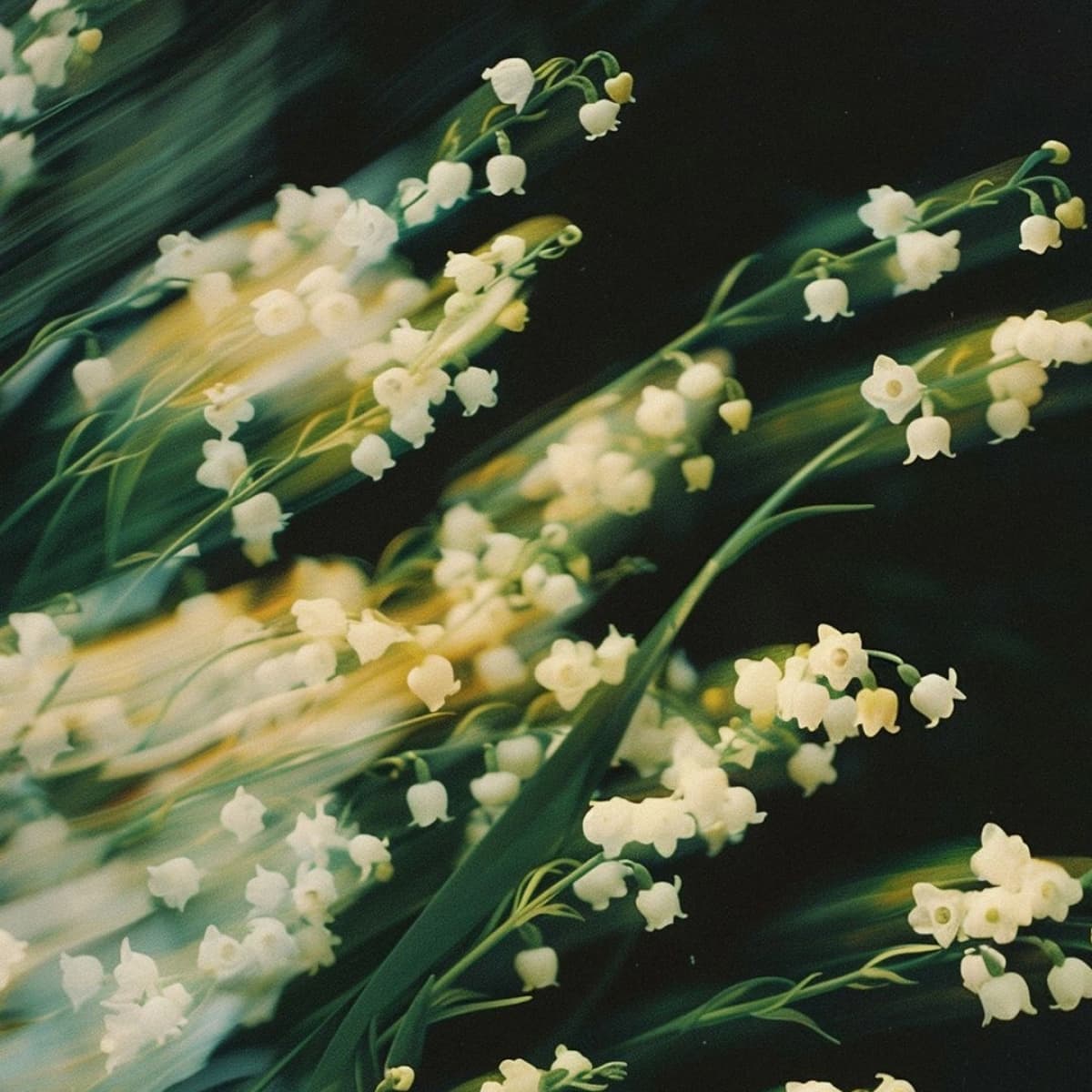Weiße Blüten – Duftnoten-Detail
